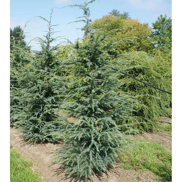 Тсуга Западная Глаука C4 50-60cm