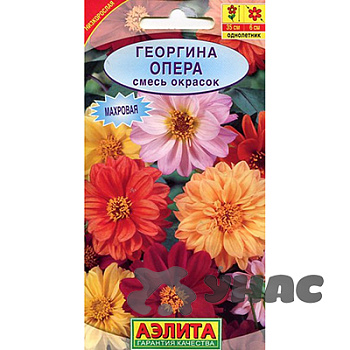 Георгин Опера белая Аэлита Ц 