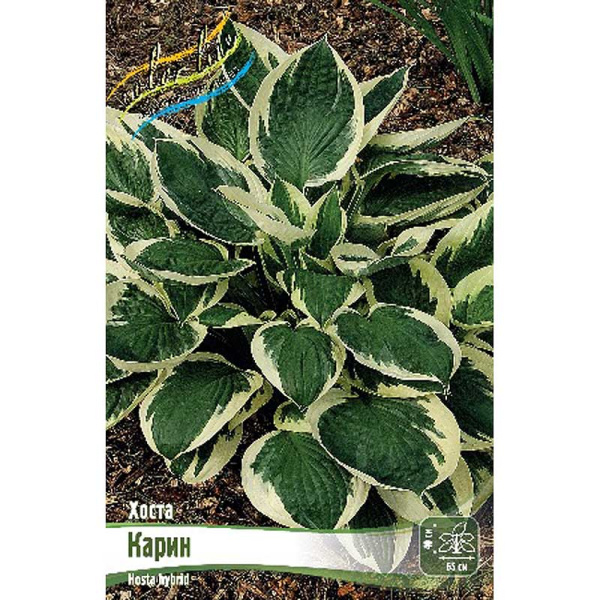 Хоста Карин 1 n 25 шт Биг-пак 5989