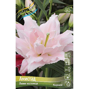 Лилия Амистад 12/14 25 шт Биг-пак 11128
