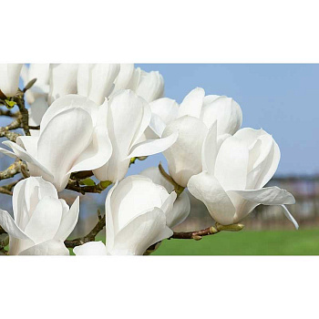 6889 Магнолия Дабл Диамонд C2 ,шт