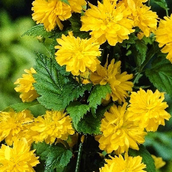 Керрия Японская Пленифлора P9