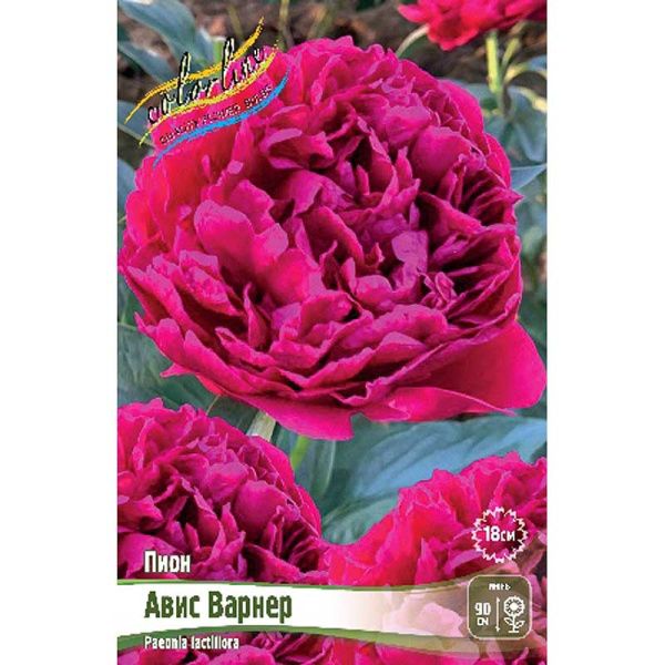 Пион Авис Варнер 2/3 n 1 шт