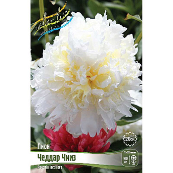 Пион Чеддар Чииз 2/3 n 1 шт 