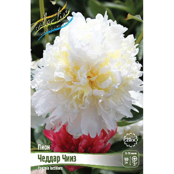 Пион Чеддар Чииз 2/3 n 1 шт 