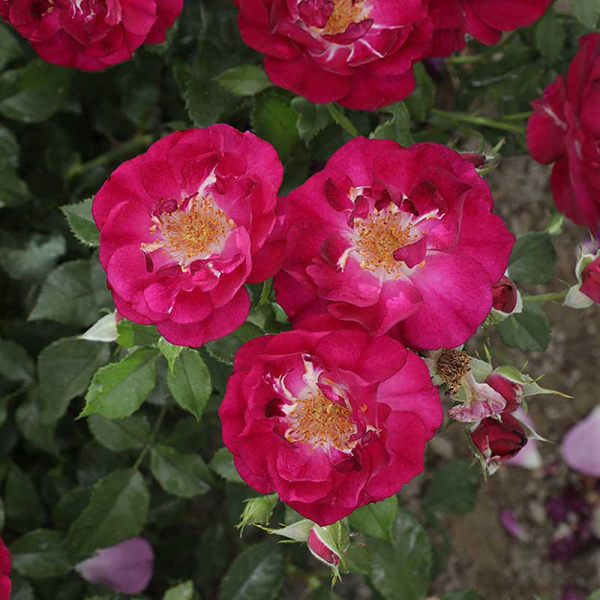 Роза Канадская (флорибунда) Кримсон Айс Садовита