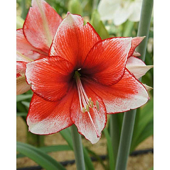 8226 Шоу-Бокс Амариллис Стардаст 22/24 8 шт 