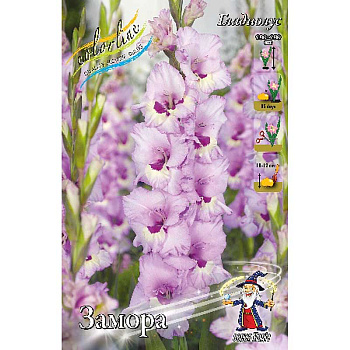 Гладиолус Замора 10/12 8 шт 