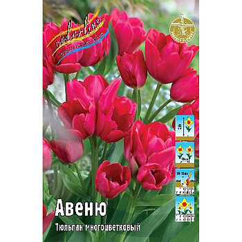 Тюльпан Авеню 11/12 7 шт