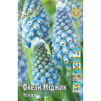 Мускари Океан Мэджик 8/9 10 шт