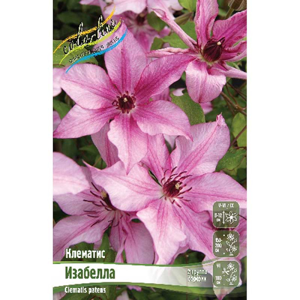 Клематис Изабелла I 1 шт