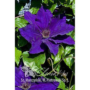 9417 Клематис Монюшко C2 ,шт