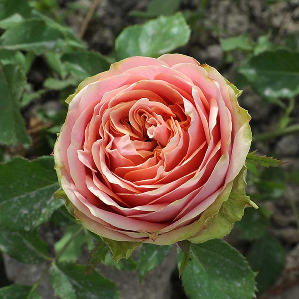 Роза чайно-гибридная Питахайя Садовита