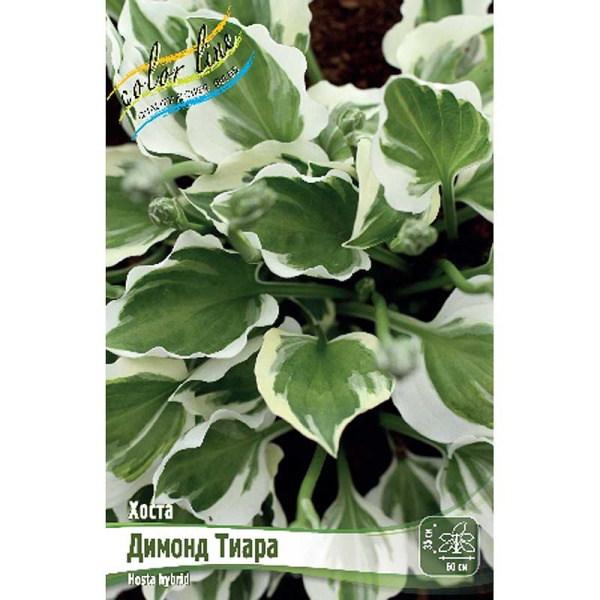Хоста Димонд Тиара 1 n 25 шт Биг-пак 9770