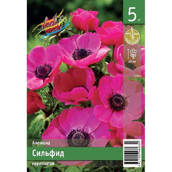 Анемона Сильфид 5/6 5 Эконом шт 