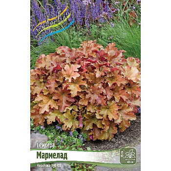 Гейхера Мармелад I 1 шт 