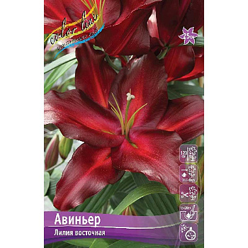 Лилия Авиньер 16/18 3 шт