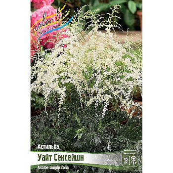 Астильба Уайт Сенсейшн 2/3 n 25 шт Биг-пак 9314