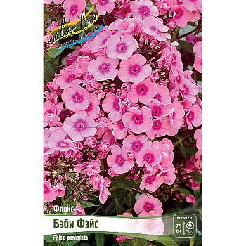 8049 Биг-Пак Флокс Бэби Фэйс I 25 шт