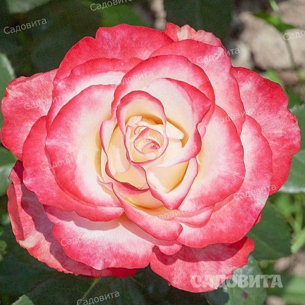 Роза чайно-гибридная Свитнес Садовита