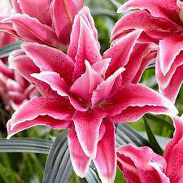 10783 Биг-Пак Лилия Roselily Матильда 12/14 25 шт