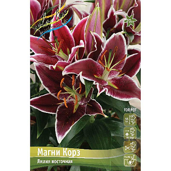 Лилия Магни Корз 12/14 3 шт 