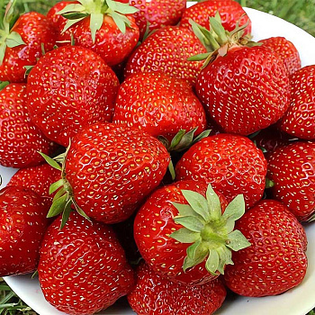 Земляника садовая Сага (цена за 40шт) ОСП