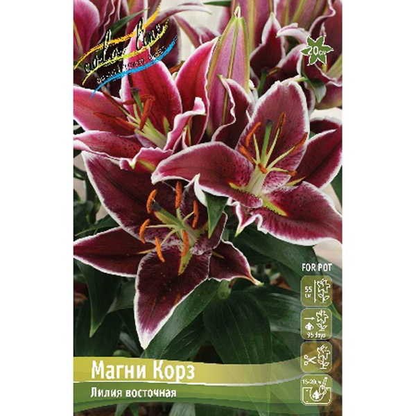 Лилия Магни Корз 12/14 3 шт 