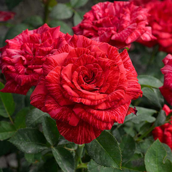 Роза чайно-гибридная Рэд Интуишн Садовита