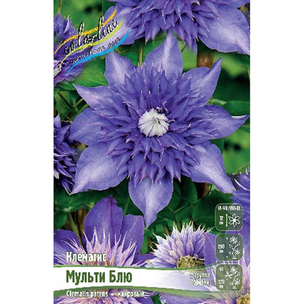 Клематис Мульти Блю I 25 шт Биг-пак 757