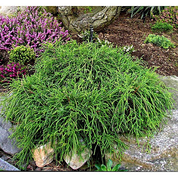 Кипарисовик Горохоплодный Филифера Нана Р15