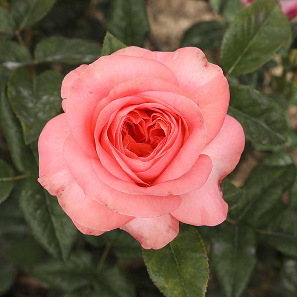 Роза чайно-гибридная Чиппендейл Садовита