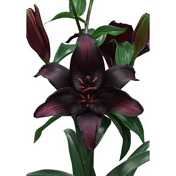 Лилия Блэкстоун 10/12 2 Эконом шт
