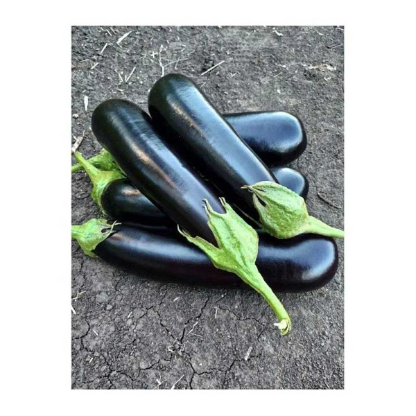 Баклажан Дарко Престиж Ц