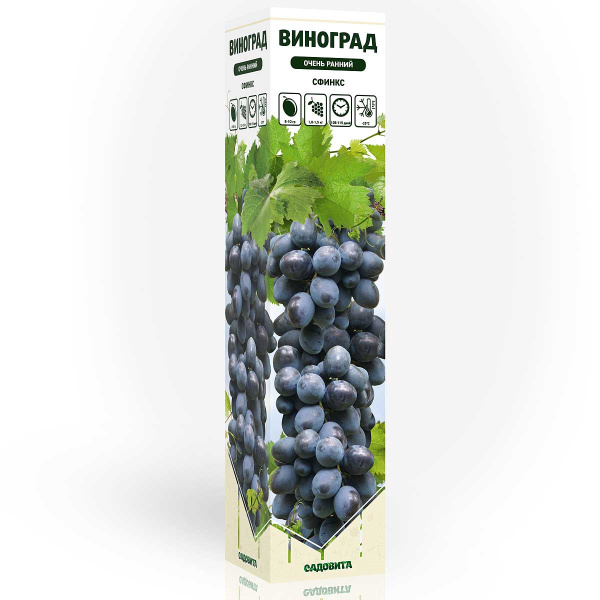 Виноград Сфинкс очень ранний Садовита