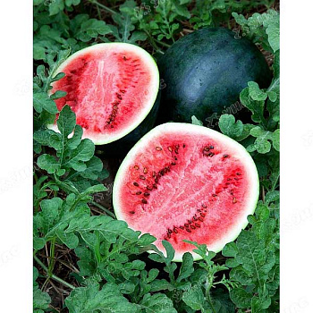 Арбуз Шуга Бейби Поиск Ц