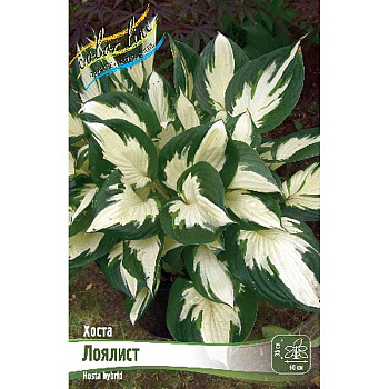 Хоста Лоялист 1 n 1 шт 