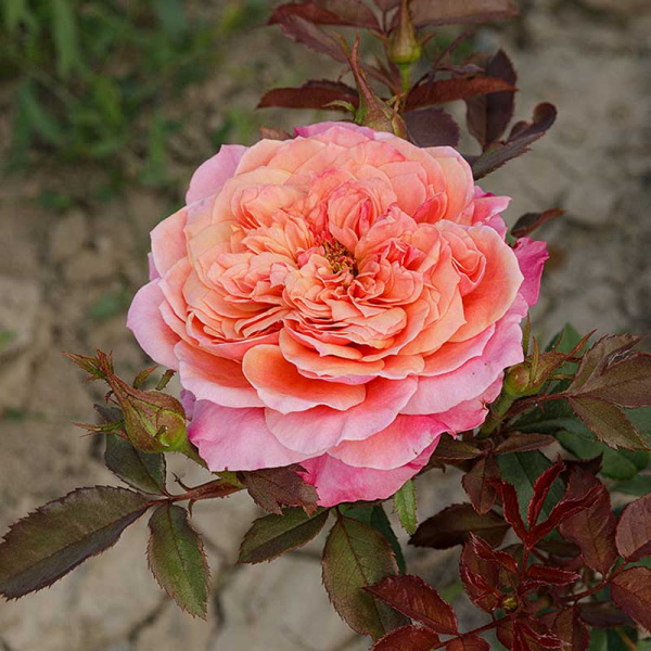 Роза шраб Мияби Садовита