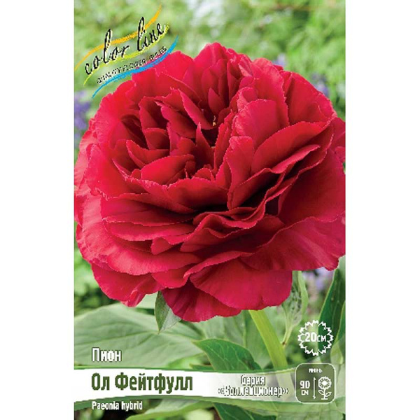 Пион Ол Фейтфулл 2/3 n 10 шт Биг-Пак 9928 