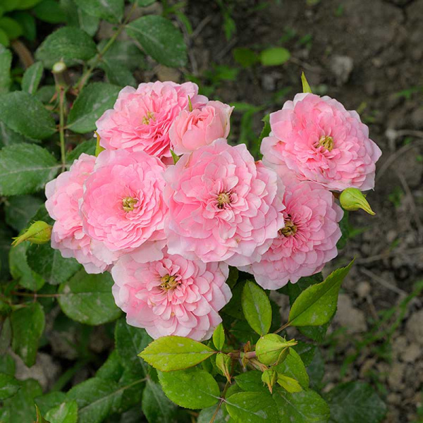 Роза Спрей Фрейлен Дэнс Садовита