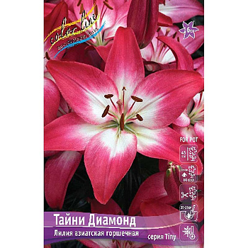 Лилия Тайни Диамонд 14/16 3 шт