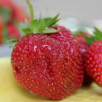 Земляника садовая Кармен (цена за 40 шт) ОСП