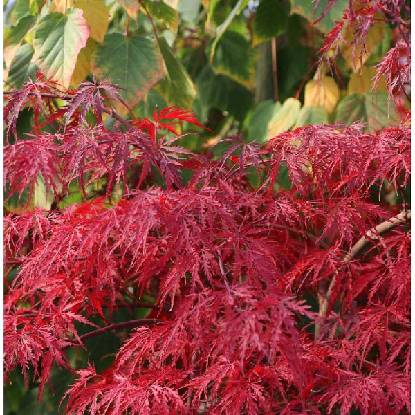 Клен Дланевидный Инаба-Шидаре C2