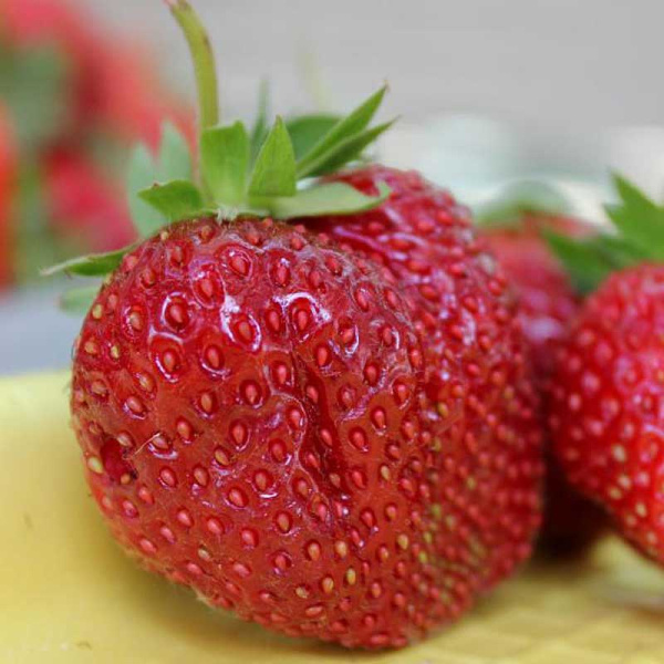 Земляника садовая Кармен (цена за 40 шт) ОСП