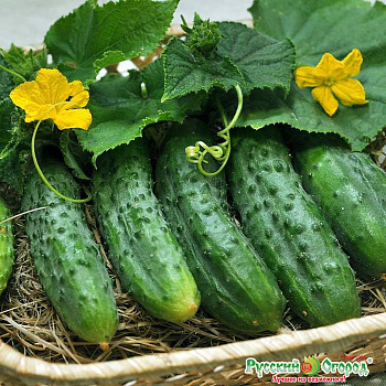 Огурец Кречет НК Ц