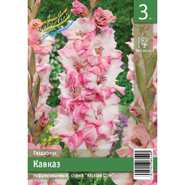 Гладиолус Кавказ 10/12 3 Эконом шт 