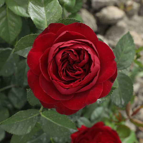 Роза спрей Эротик Рококо Садовита