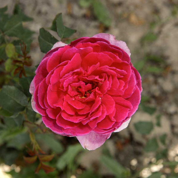 Роза шраб Янг Люсидас (английская) Садовита