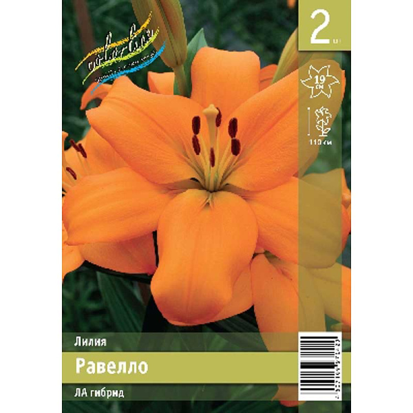 Лилия Равелло 12/14 2 Эконом шт 