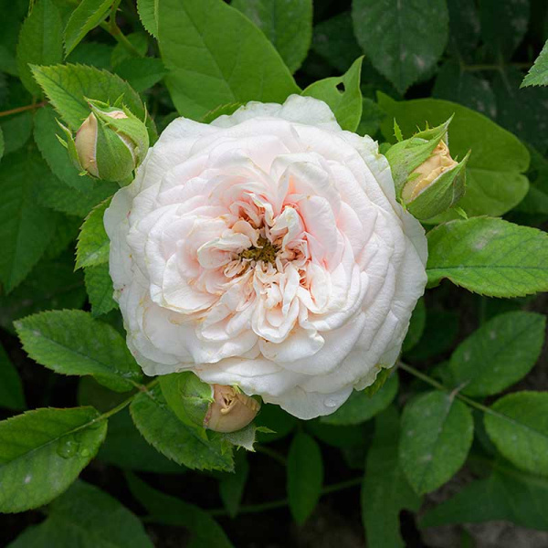 Роза Чайно-гибридная Маунтейн Фог Садовита